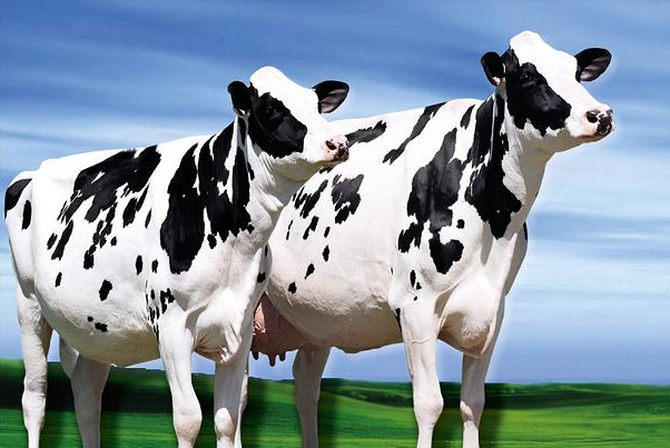 Resultado de imagem para bovinocultura de leite